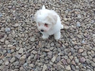 Bichon Frise puppies in Limerick