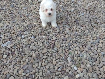 Bichon Frise puppies in Limerick