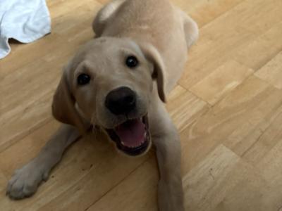 IKC Registered (pending) female Yellow Labrador puppy in Meath
