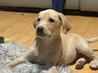 IKC Registered (pending) female Yellow Labrador puppy in Meath