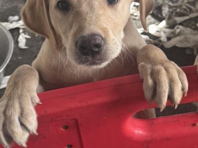 IKC Registered (pending) female Yellow Labrador puppy in Meath