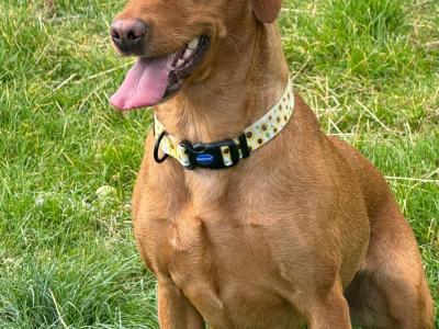 IKC Registered (pending) female Yellow Labrador puppy in Meath