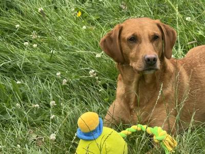 IKC Registered (pending) female Yellow Labrador puppy in Meath