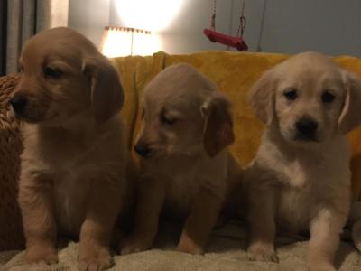 IKC Registered Golden Retriever puppies in Kildare
