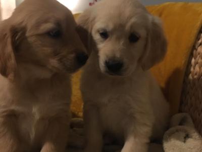 IKC Registered Golden Retriever puppies in Kildare