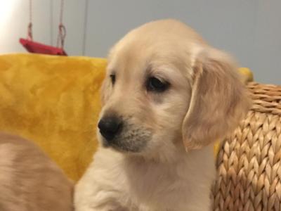 IKC Registered Golden Retriever puppies in Kildare