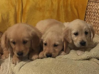 IKC Registered Golden Retriever puppies in Kildare