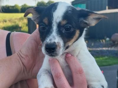 Jack Russell puppies in Offaly