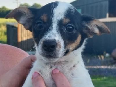 Jack Russell puppies in Offaly