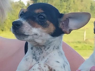 Jack Russell puppies in Offaly