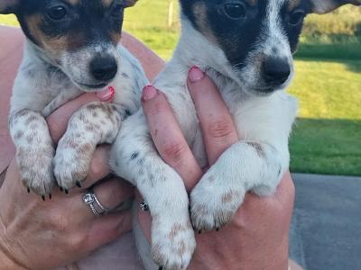 Jack Russell puppies in Offaly