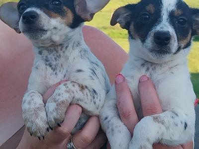 Jack Russell puppies in Offaly