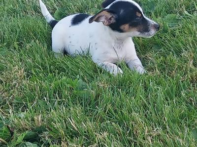 Jack Russell puppies in Offaly