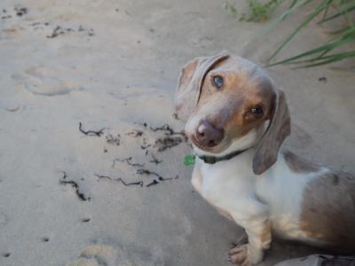 IKC Registered Miniature Dachshund Stud in Donegal