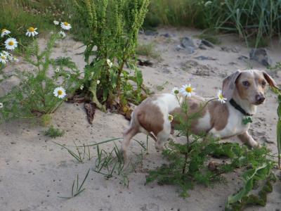 IKC Registered Miniature Dachshund Stud in Donegal