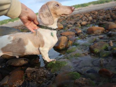 IKC Registered Miniature Dachshund Stud in Donegal