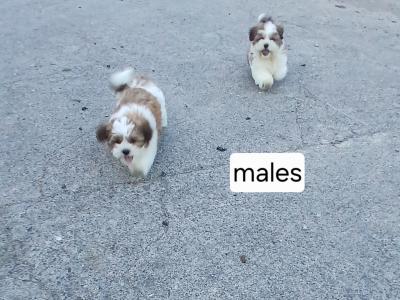 Beautiful Shih Tzu puppies in Wicklow