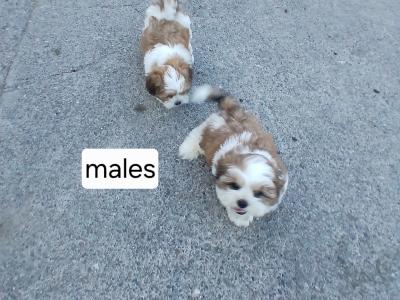 Beautiful Shih Tzu puppies in Wicklow