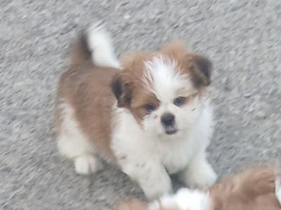 Beautiful Shih Tzu puppies in Wicklow
