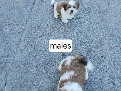 Beautiful Shih Tzu puppies in Wicklow