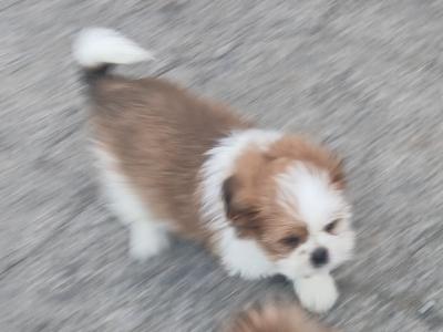 Beautiful Shih Tzu puppies in Wicklow
