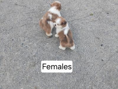 Beautiful Shih Tzu puppies in Wicklow