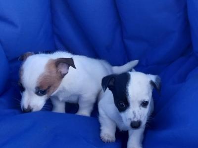 Jack Russell puppies in Offaly