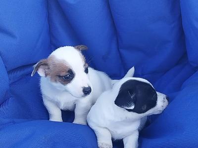 Jack Russell puppies in Offaly