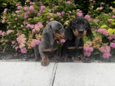 Dachshund puppies in Tyrone