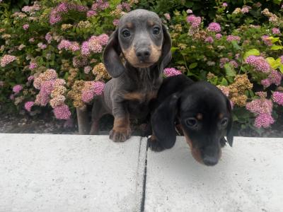 Dachshund puppies in Tyrone