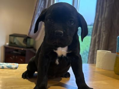 IKC Registered (pending) Purebred Cane Corso puppies for sale in Cork
