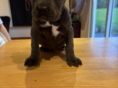 IKC Registered (pending) Purebred Cane Corso puppies for sale in Cork