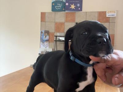 IKC Registered (pending) Purebred Cane Corso puppies for sale in Cork