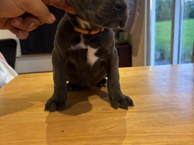 IKC Registered (pending) Purebred Cane Corso puppies for sale in Cork