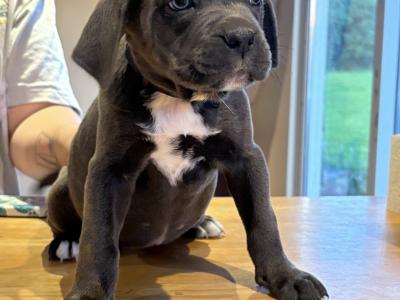 IKC Registered (pending) Purebred Cane Corso puppies for sale in Cork