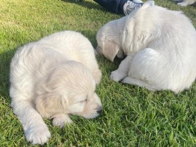 Exceptional IKC Registered Purebred Golden Retriever puppies in Galway