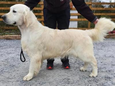 Exceptional IKC Registered Purebred Golden Retriever puppies in Galway