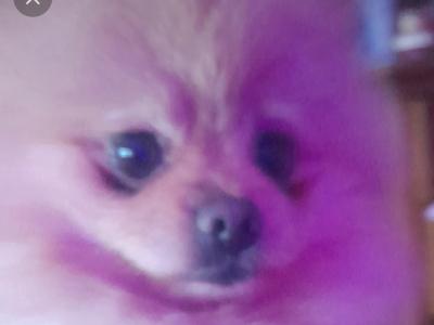 IKC Registered Miniature Pomeranian