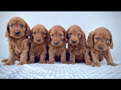 Beautiful miniature Irish Doodle puppies in Cavan