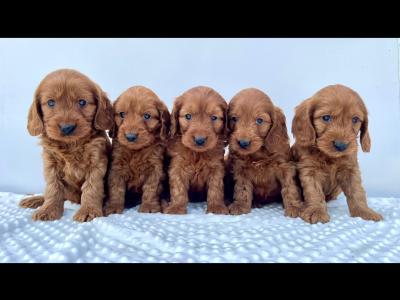 Beautiful miniature Irish Doodle puppies in Cavan