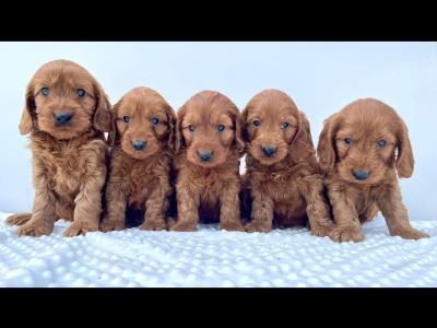 Beautiful miniature Irish Doodle puppies in Cavan