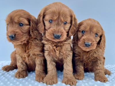 Beautiful miniature Irish Doodle puppies in Cavan