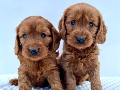 Beautiful miniature Irish Doodle puppies in Cavan