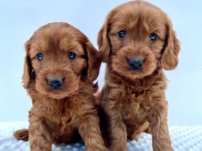 Beautiful miniature Irish Doodle puppies in Cavan