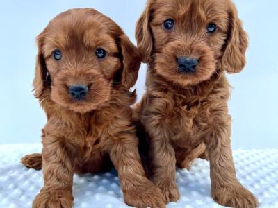 Beautiful miniature Irish Doodle puppies in Cavan