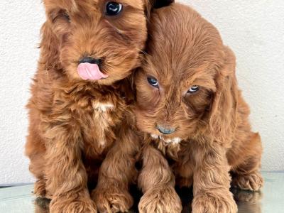 Beautiful miniature Irish Doodle puppies in Cavan