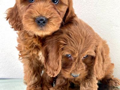 Beautiful miniature Irish Doodle puppies in Cavan