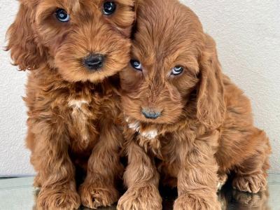 Beautiful miniature Irish Doodle puppies in Cavan