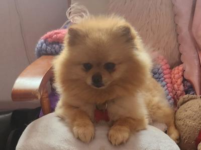 IKC Registered Miniature Pomeranian