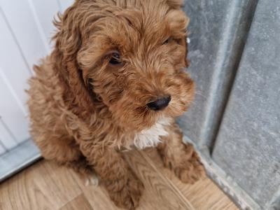 6 beautiful Cavapoo puppies 🐶 for sale in Wexford